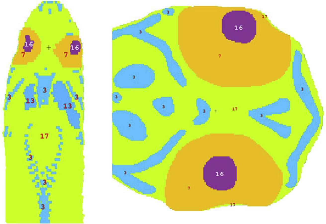 A Coronal section and transverse section of the rainbow trout voxel model, left and right respectively.